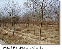 活着状態のよいエンジュ林。