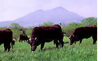 Cattle Breeding