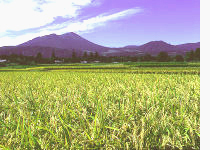 Early Rice Cultivation