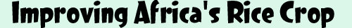Improving Africa's Rice Crop