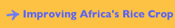 Improving Africa's Rice Crop