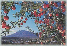 Aomori apples with Mount Iwaki in the distance