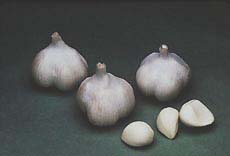 Garlic