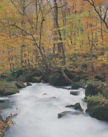 A mountain stream in Oirase