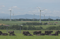 A wind power generation plant