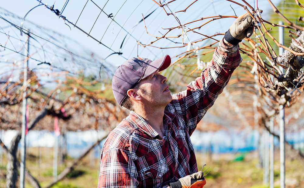 Lapierre thinning bunches of grapes on the vine