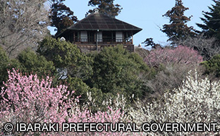 Kobuntei
