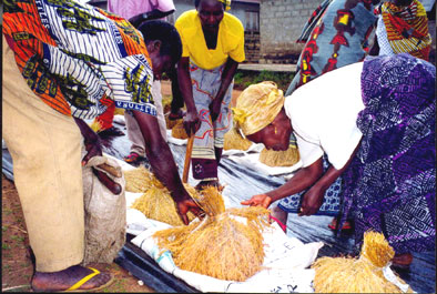 Selecting harvested NERICA rice.