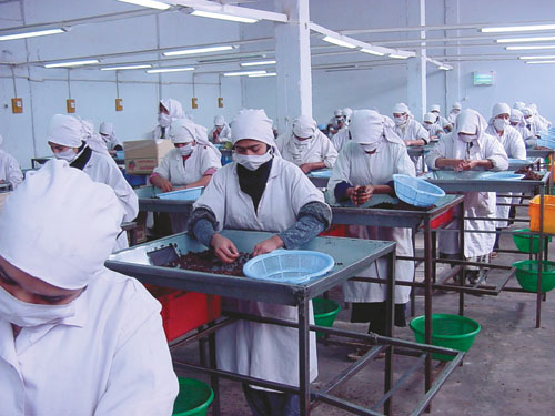 Afghan women working in a raisin factory. Working opportunities for women are increasing in Afghanistan.