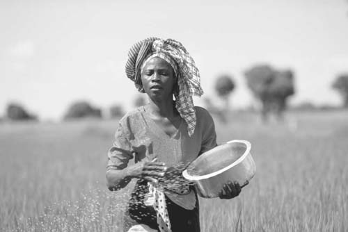 A woman working on a rice field (Tanzania) (Photo: JICA)