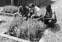 4. Test cultivation of NERICA (Photo: JICA)