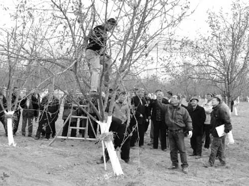 Mr. Sato showing how to prune an apple tree 