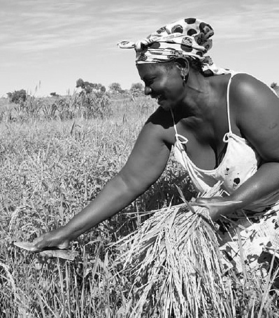 A woman harvests rice in the “Project for Improving Research Capacity for Nacala Corridor Agriculture Development” in Mozambique (Photo: Mika Tanimoto/JICA)