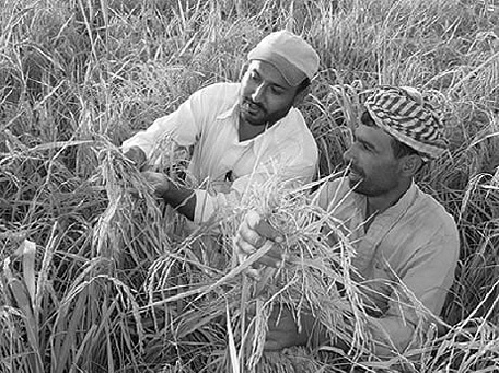 A dissemination staff member and a demonstration farm worker delight over the harvest (Photo: JICA)