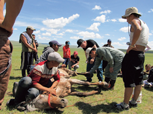 A local veterinarian of short-term expert provides technical instruction
