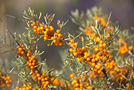 Sea buckthorn growing wild in the Kyrgyz Republic, and being called as “miracle fruit” (Photo: JICA)