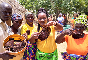 Bee keepers in Zambia who are using Japanese beekeeping techniques to collect honey (Photo: Koya-Shinkokai Community)