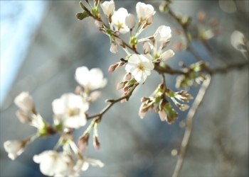 (写真4)桜の花
